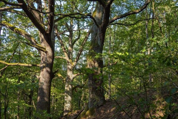 FSC Certificate: What It Means When Choosing Oak Products